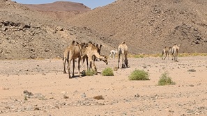 gypten Marsa Alam