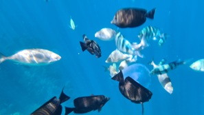 gypten Marsa Alam