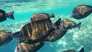 gypten Marsa Alam