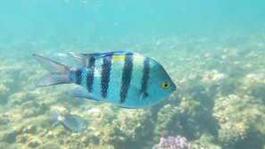 gypten Marsa Alam
