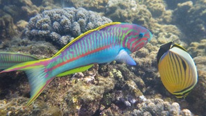 gypten Marsa Alam