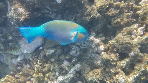 gypten Marsa Alam
