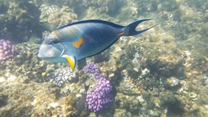 gypten Marsa Alam