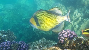gypten Marsa Alam