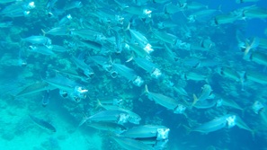 gypten Marsa Alam