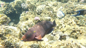 gypten Marsa Alam