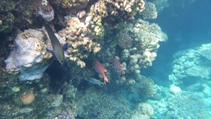 gypten Marsa Alam
