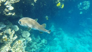 gypten Marsa Alam
