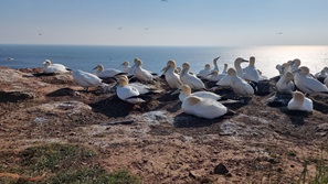 Helgoland