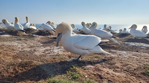 Helgoland