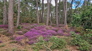Bretagne