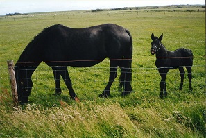 Ameland