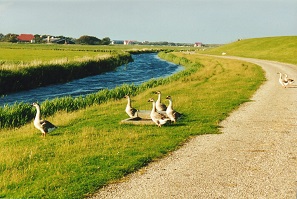 Ameland