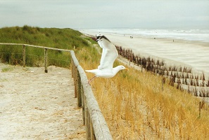 Ameland