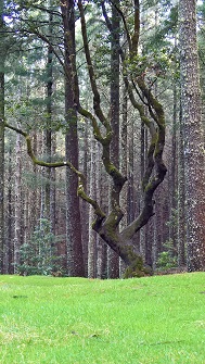 Madeira