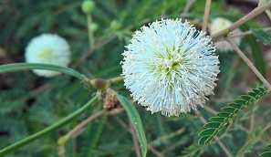 Madeira