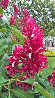 Madeira
