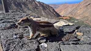 Fuerteventura