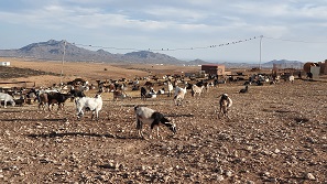 Fuerteventura