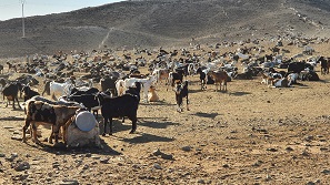 Fuerteventura