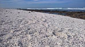 Fuerteventura