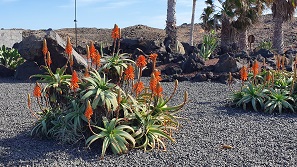 Fuerteventura