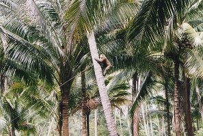 Koh Samui