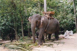 Koh Samui