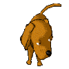 dogCLR.gif